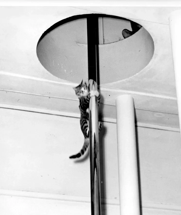 Sam the cat climbing the fire pole at the station
